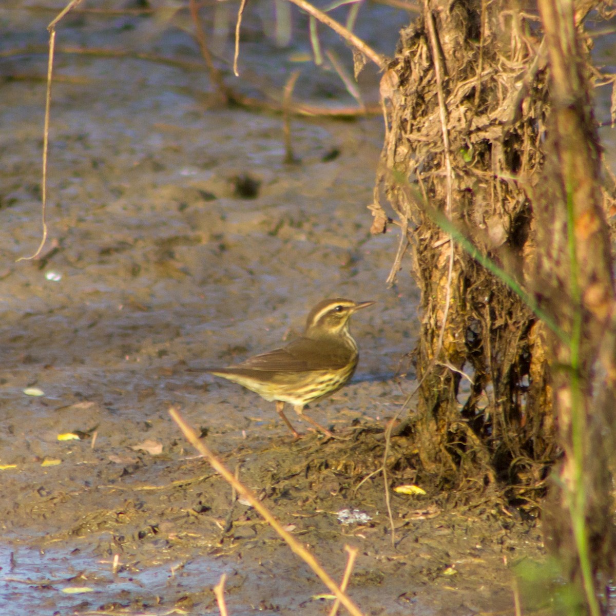 lesňáček olšový - ML646483381