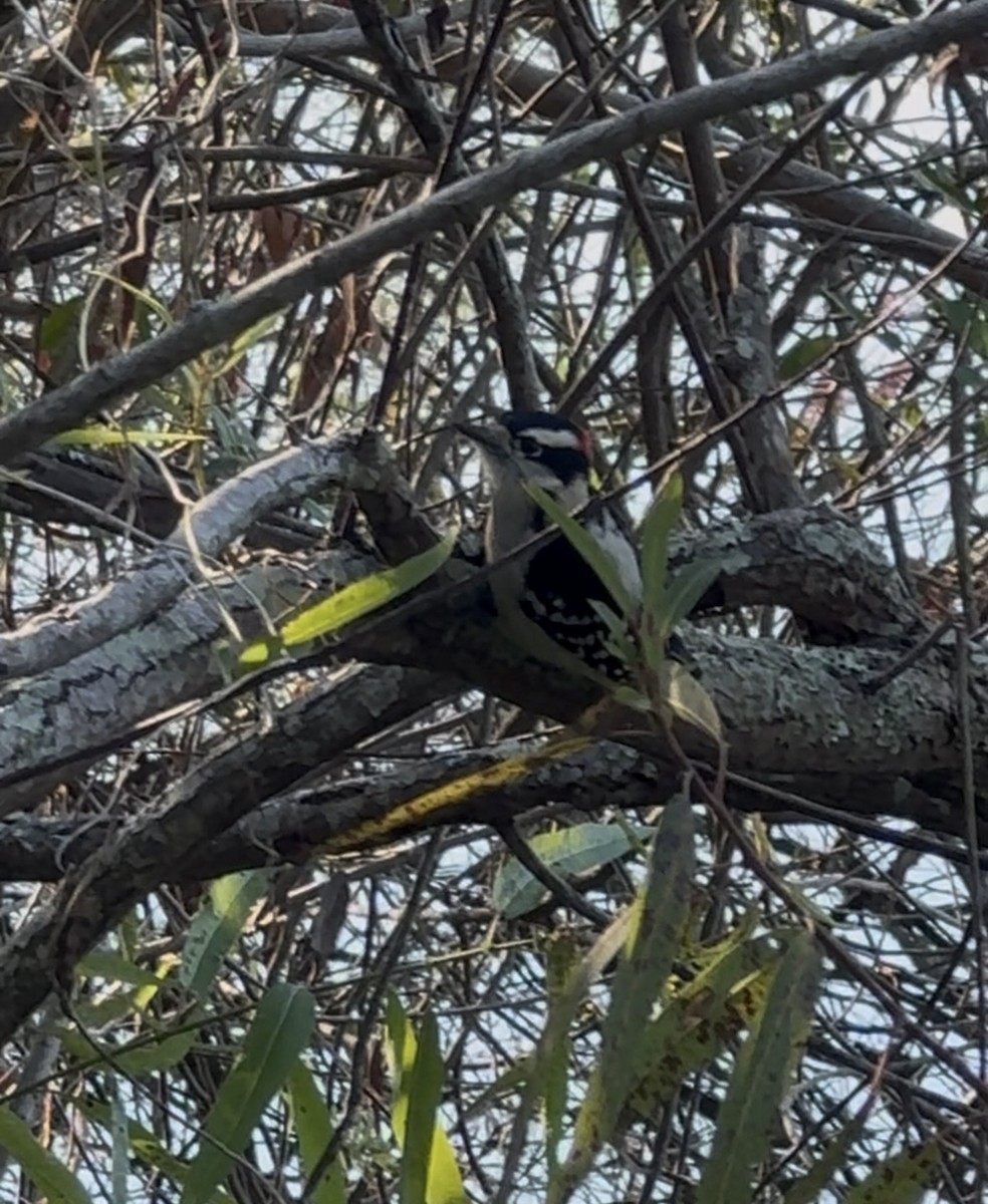 Downy Woodpecker - ML646483382