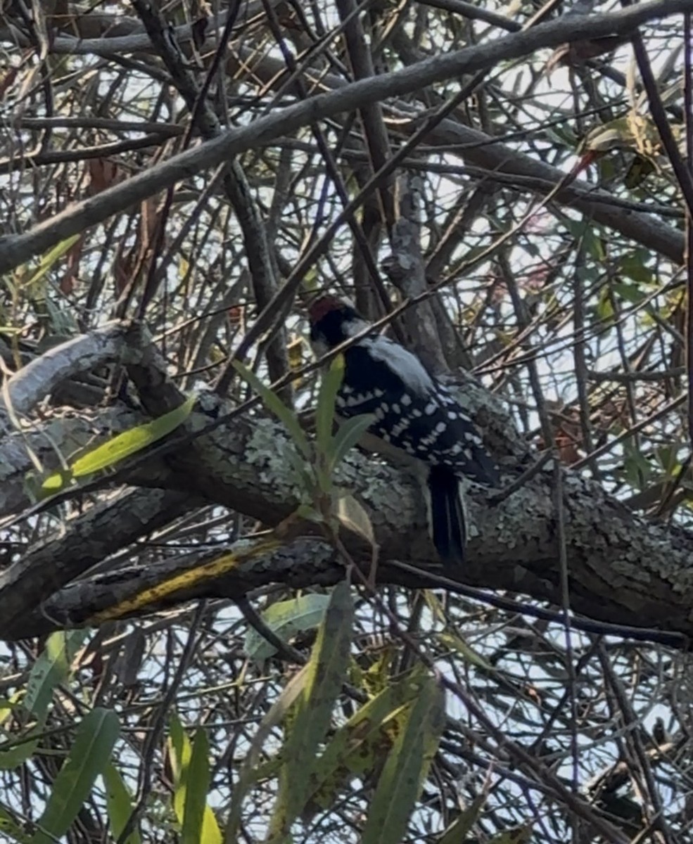 Downy Woodpecker - ML646483383