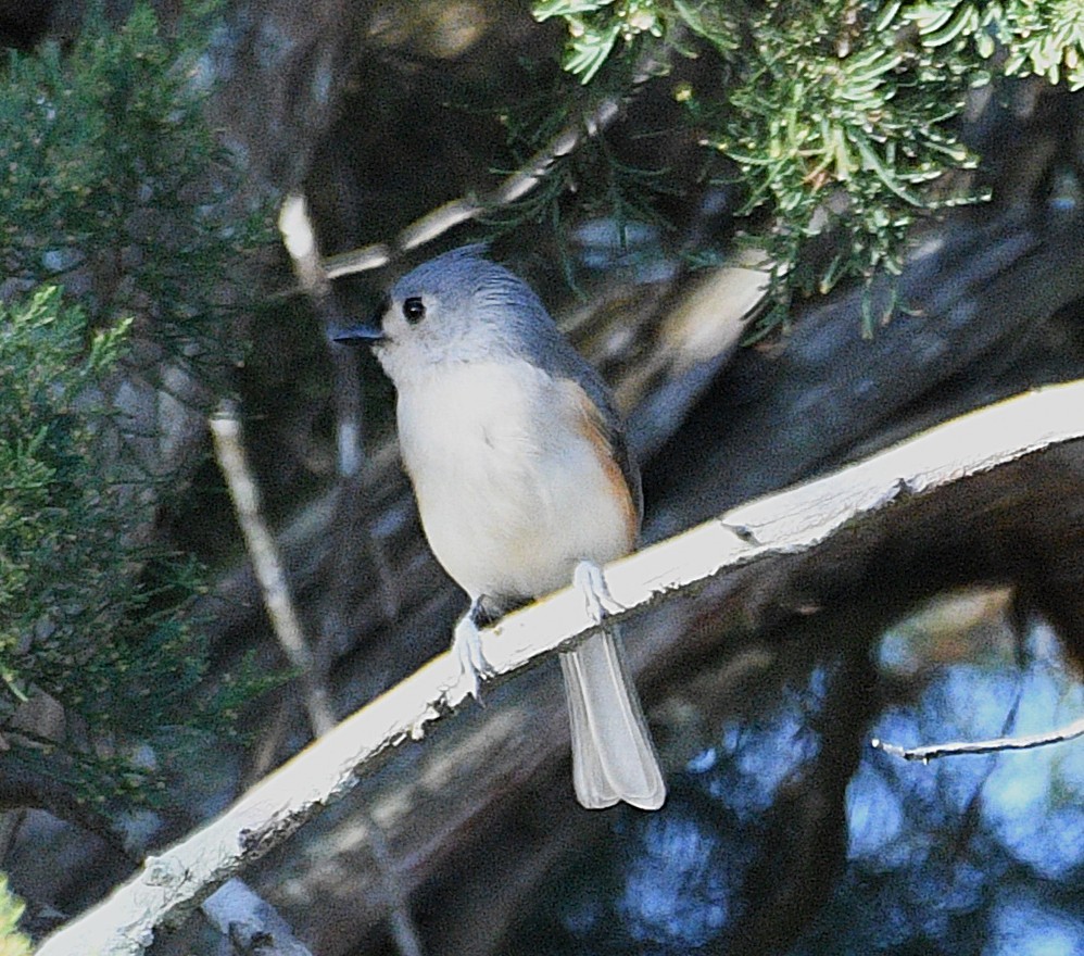 Tufted Titmouse - ML646483386