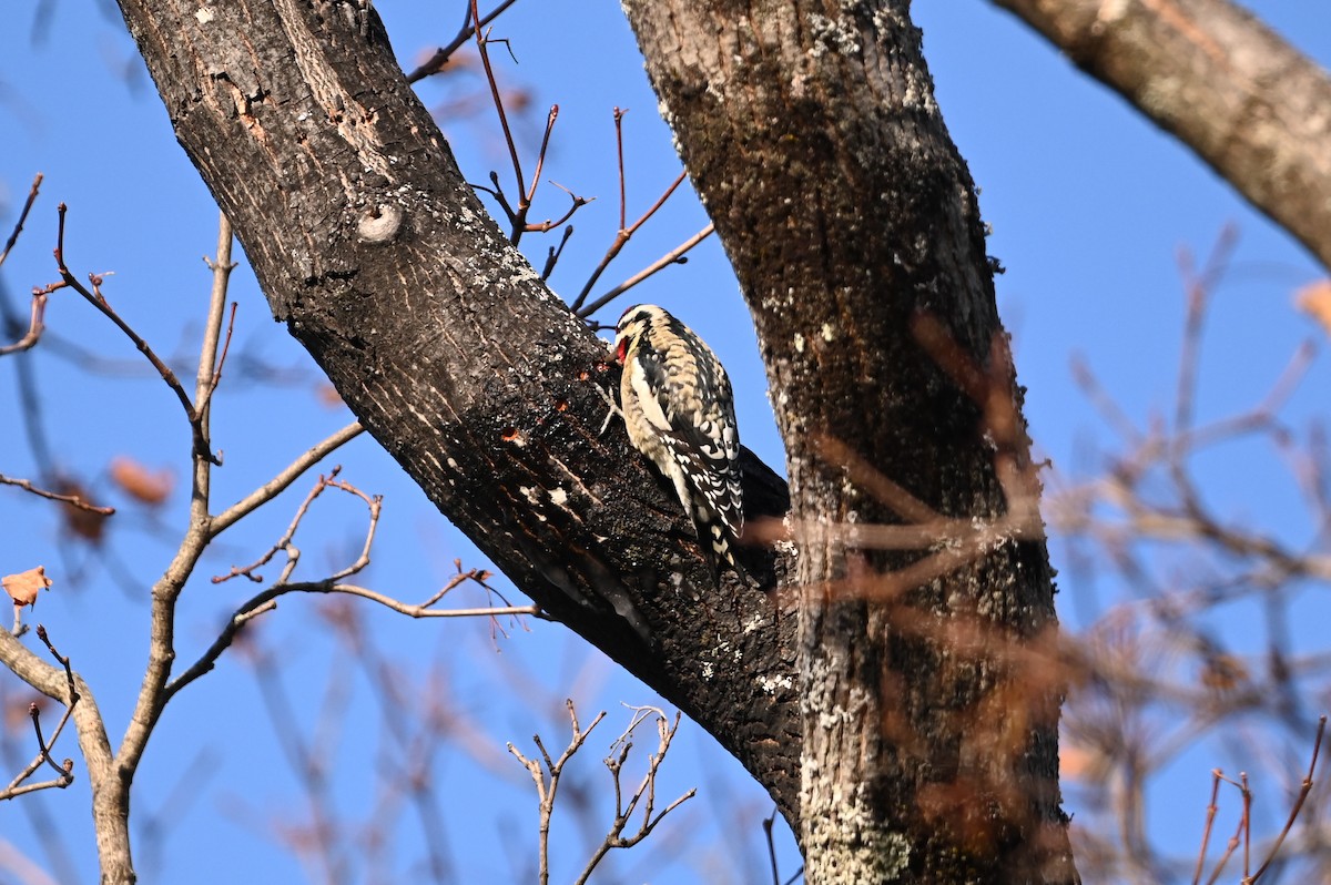 Yellow-bellied Sapsucker - ML646483387