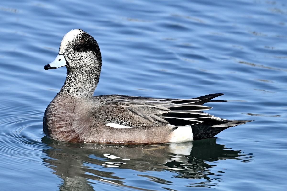 American Wigeon - ML646483388
