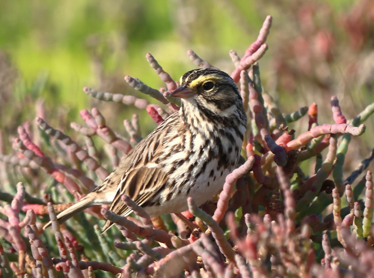 Savannah Sparrow - ML646483389