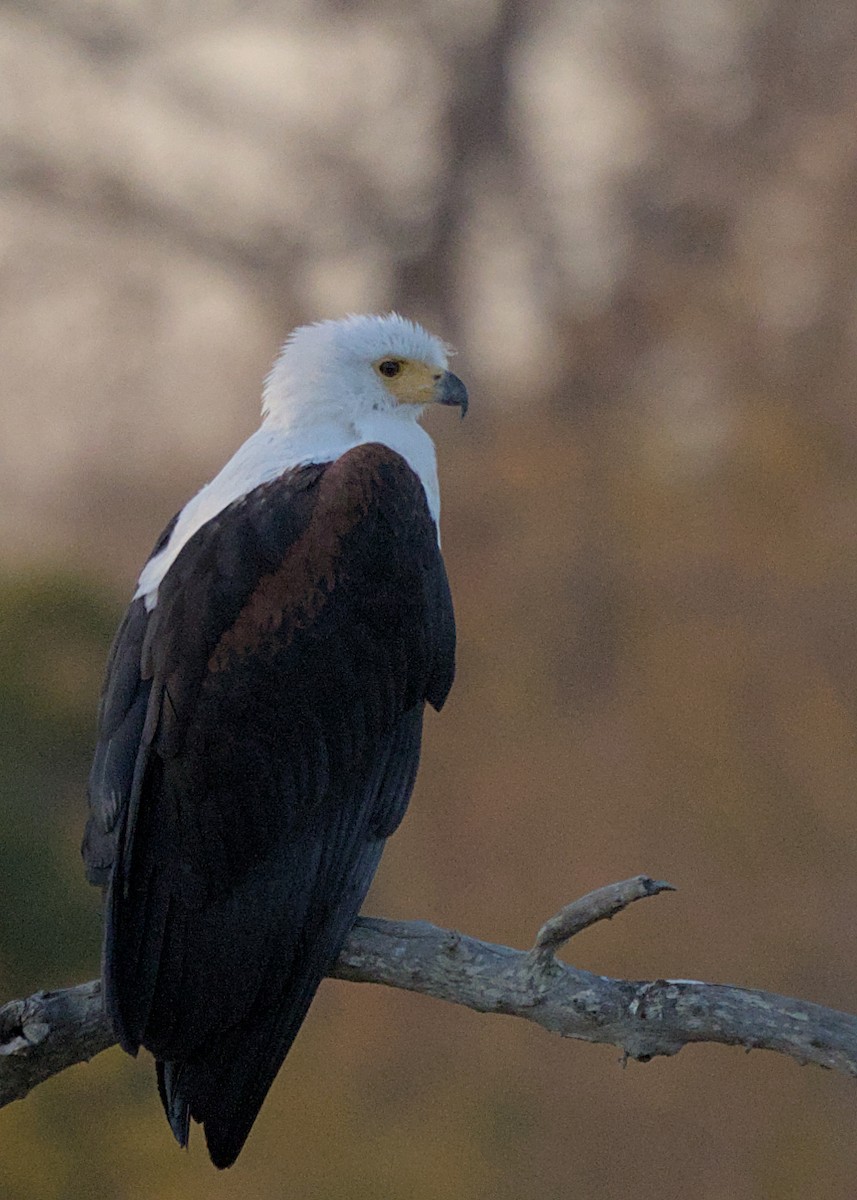 African Fish-Eagle - ML646483392