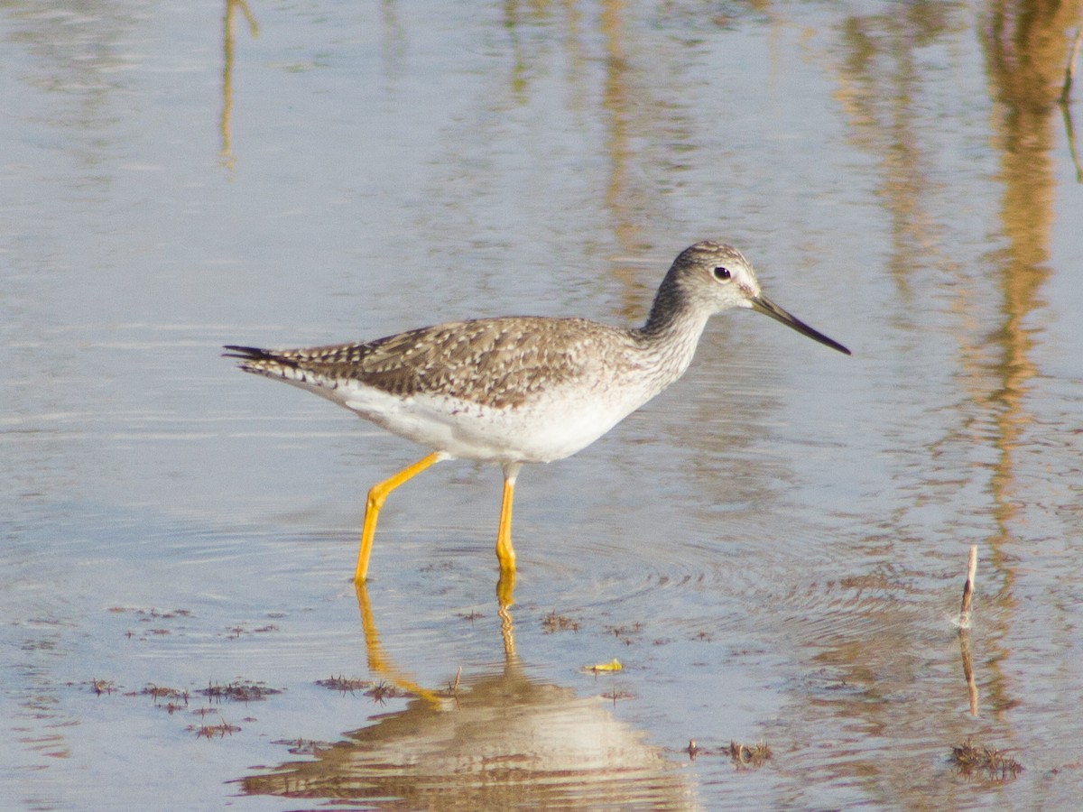 vodouš velký - ML646483393