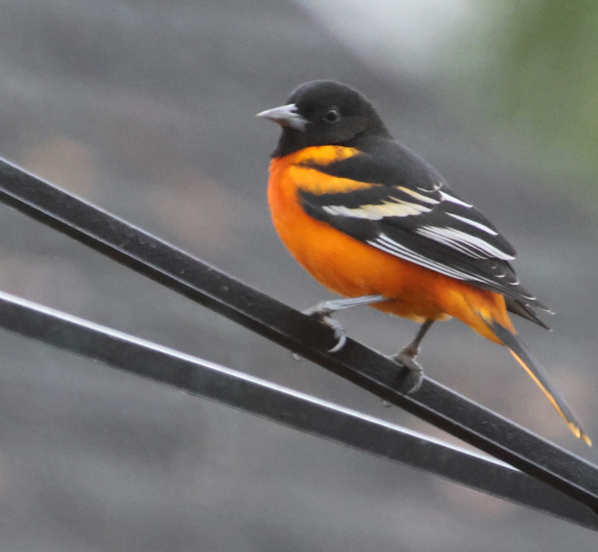 Балтиморский трупиал - ML646483395