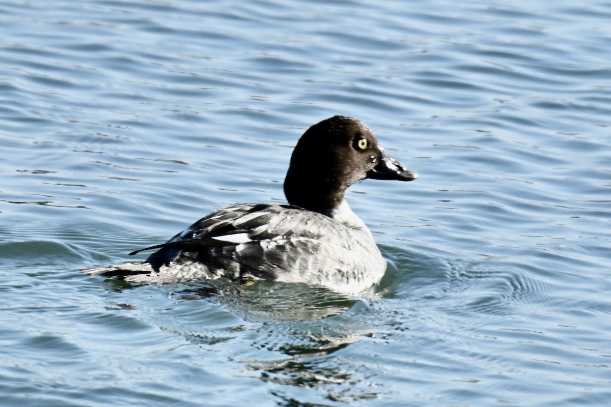 鵲鴨 - ML646483396