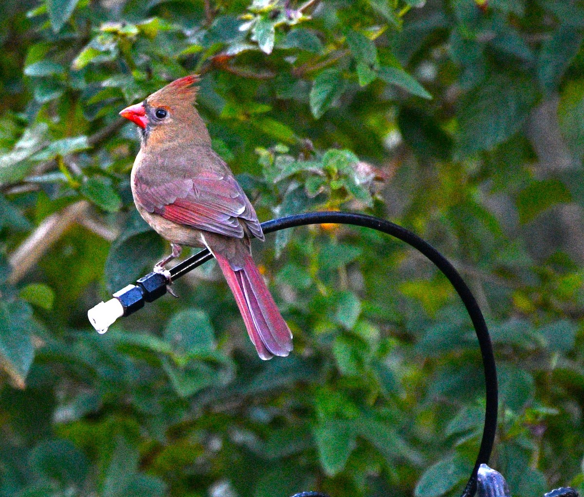 kardinál červený - ML646483397