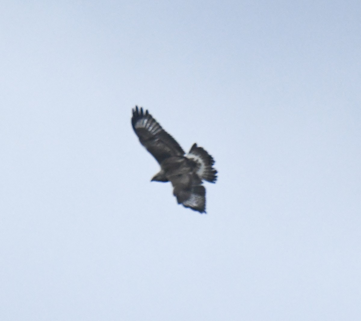 Rough-legged Hawk - ML646483399