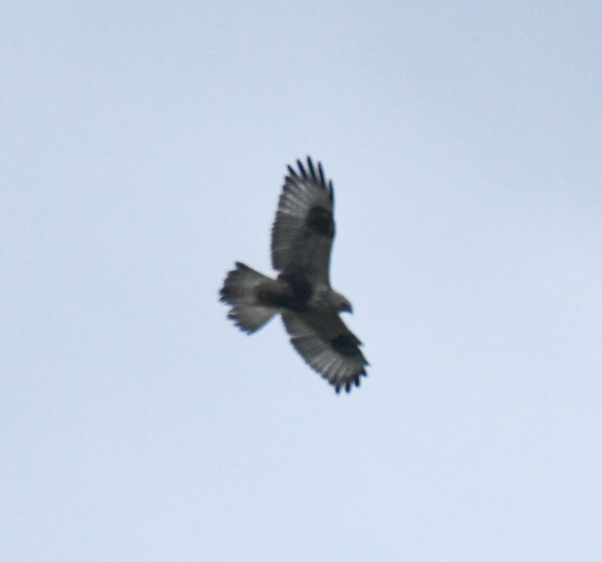 Rough-legged Hawk - ML646483400
