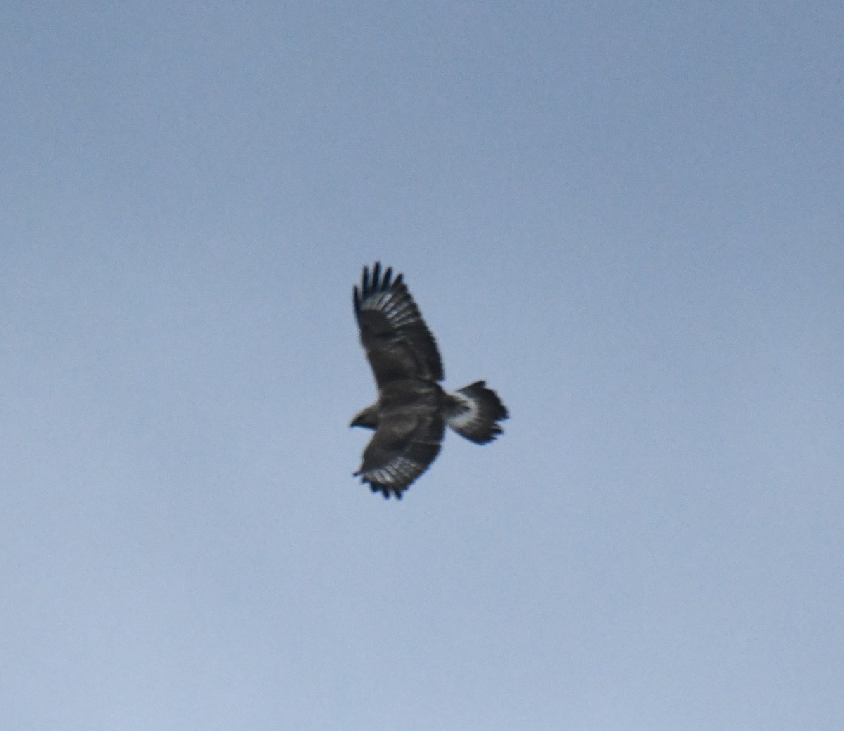 Rough-legged Hawk - ML646483401