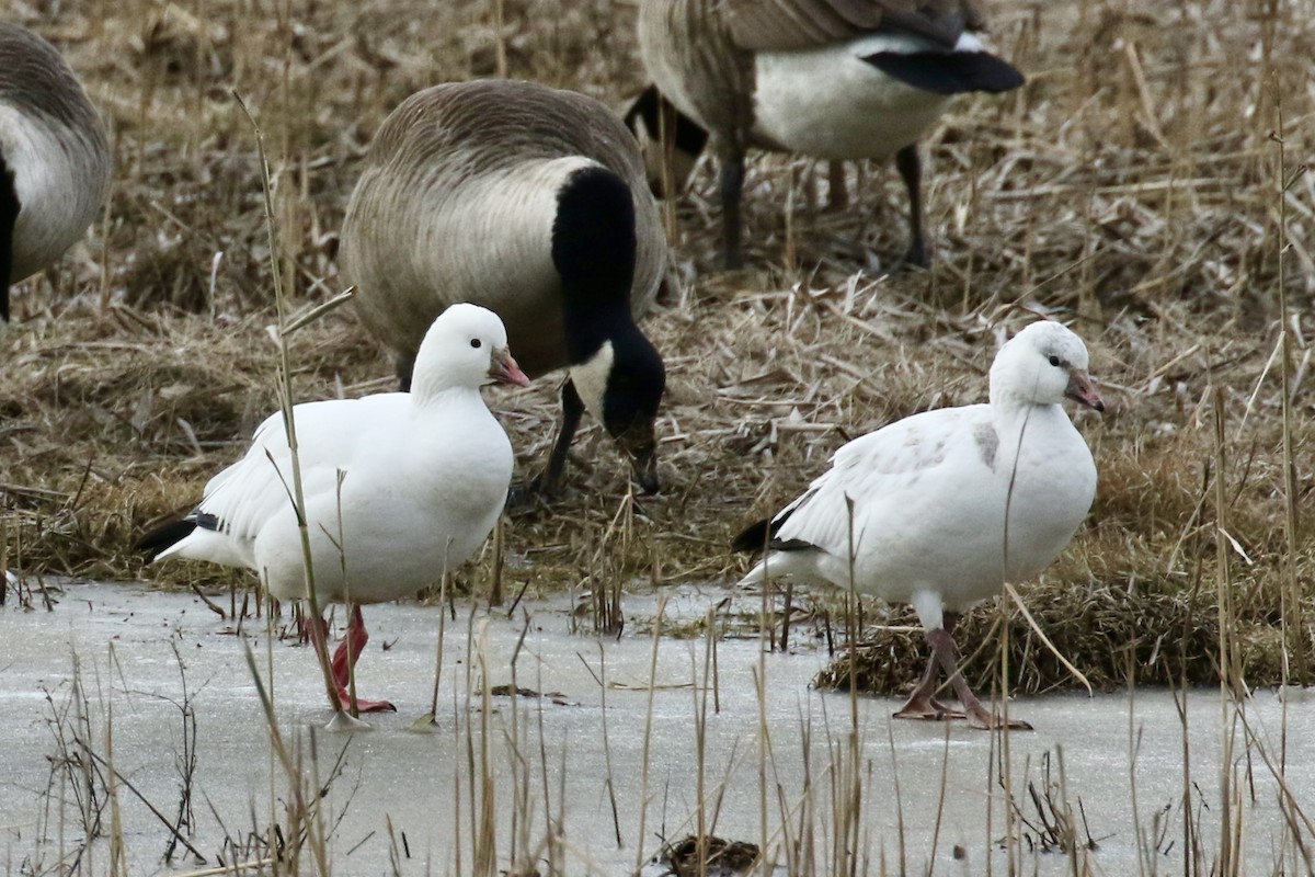 Ross's Goose - ML646483406