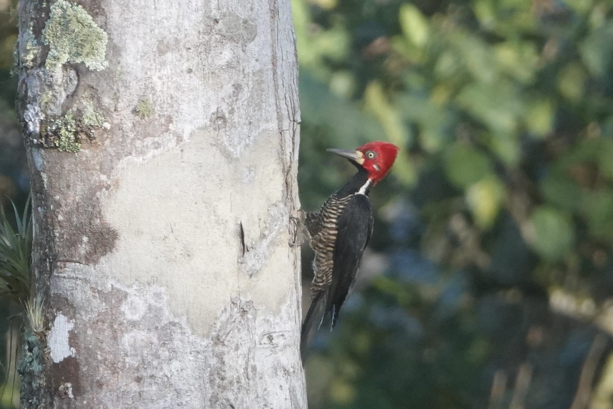 Crimson-crested Woodpecker - ML646483408