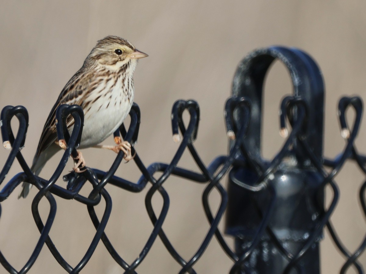 Bruant des prés - ML646483410