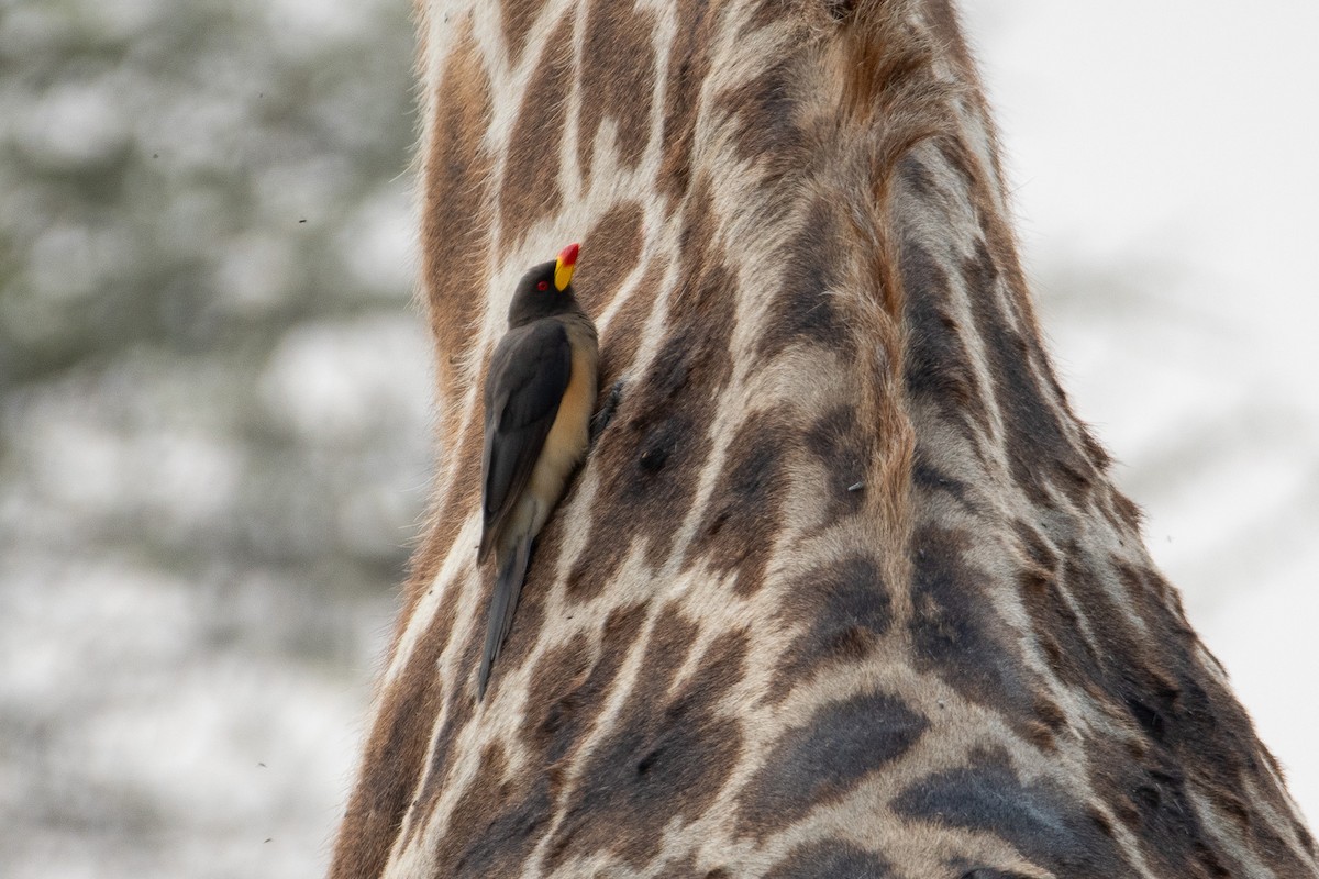 Yellow-billed Oxpecker - ML646483418
