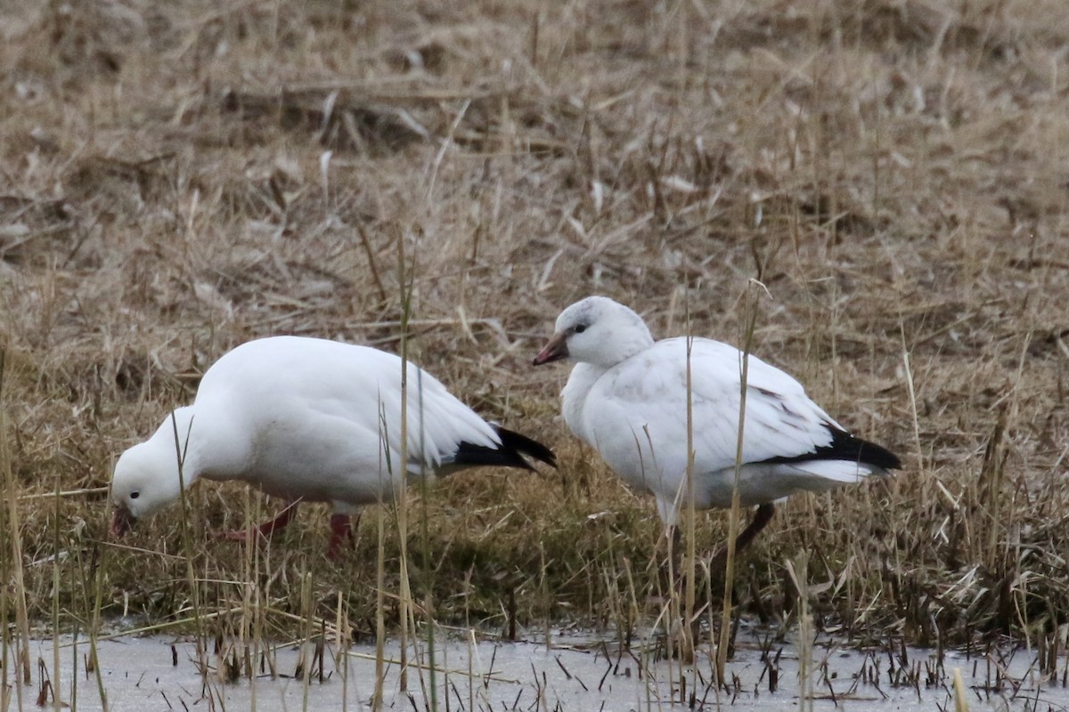 Ross's Goose - ML646483419