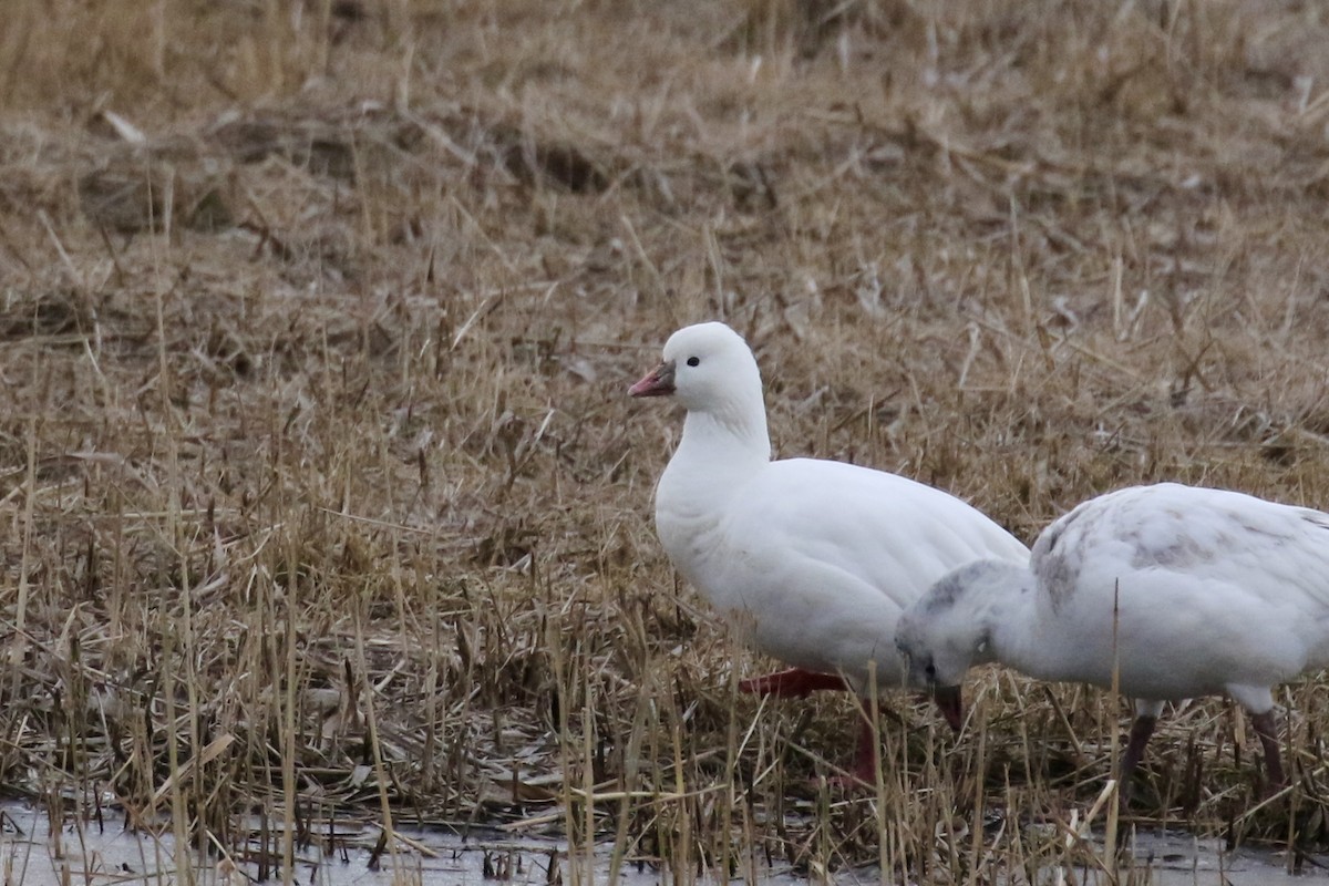 Ross's Goose - ML646483420