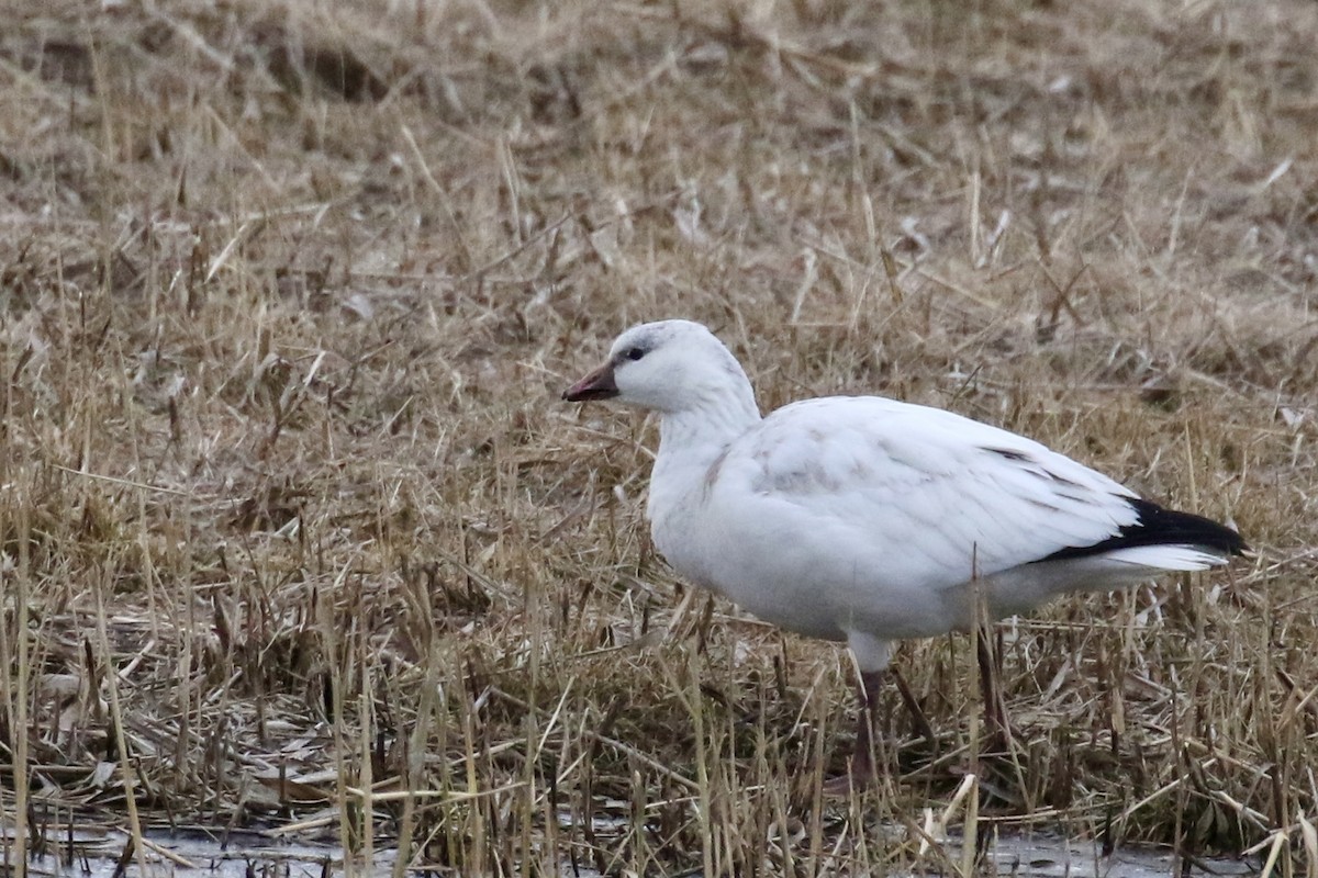 Ross's Goose - ML646483421