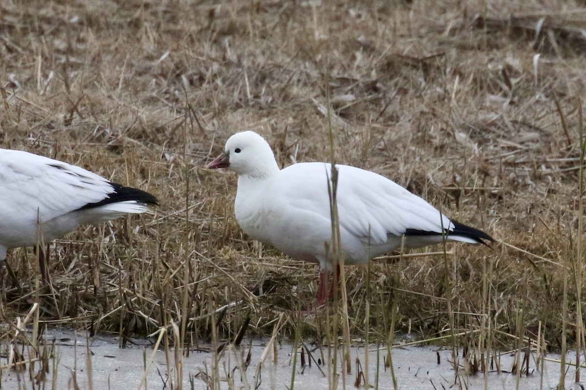 Ross's Goose - ML646483422