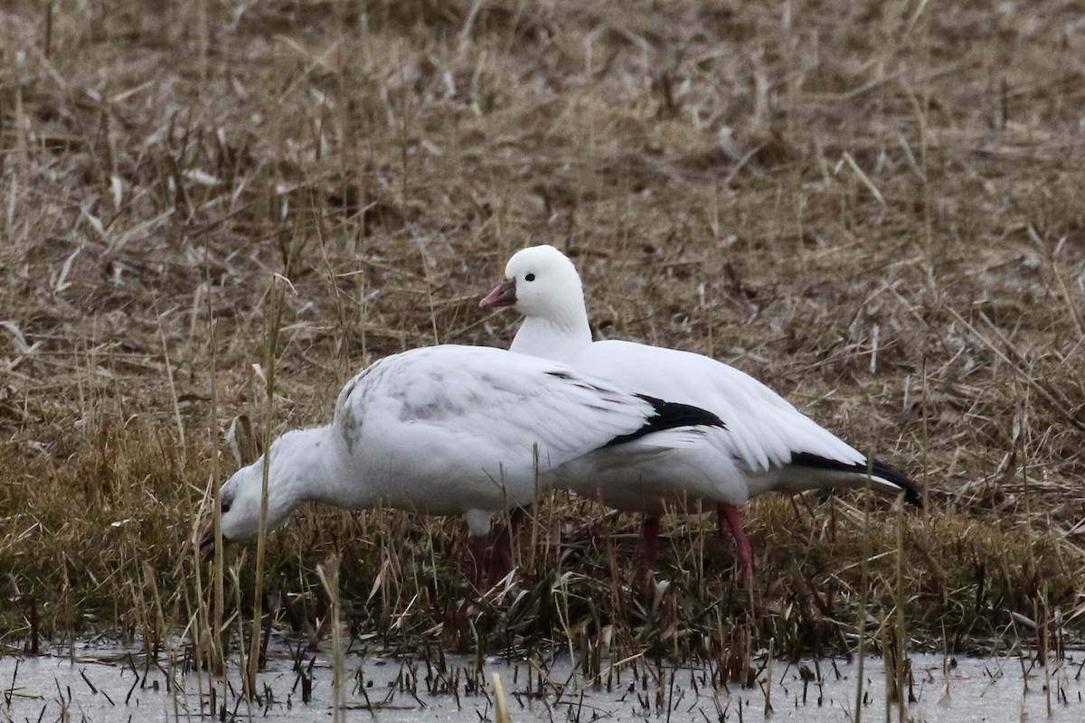 Ross's Goose - ML646483423