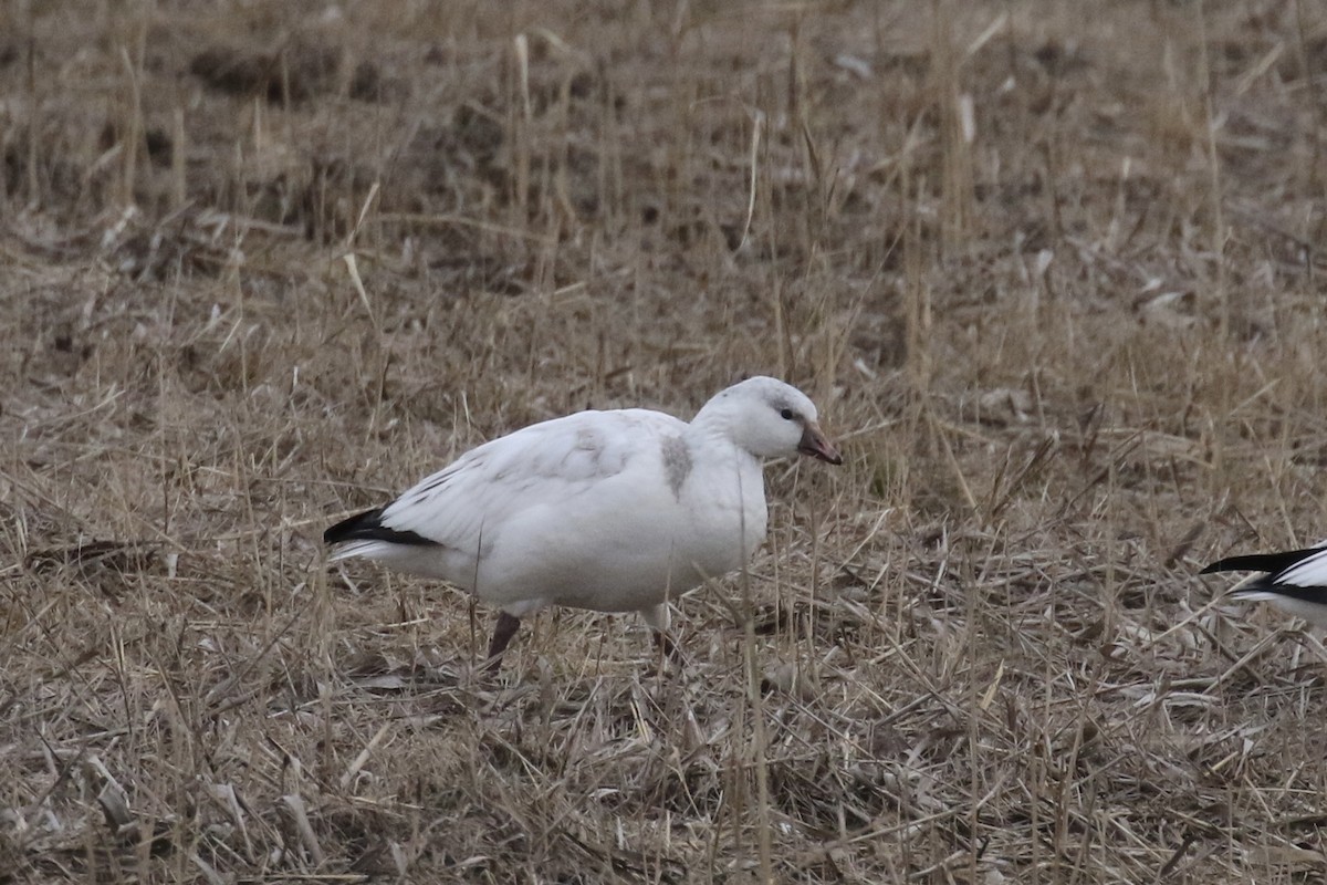Ross's Goose - ML646483424