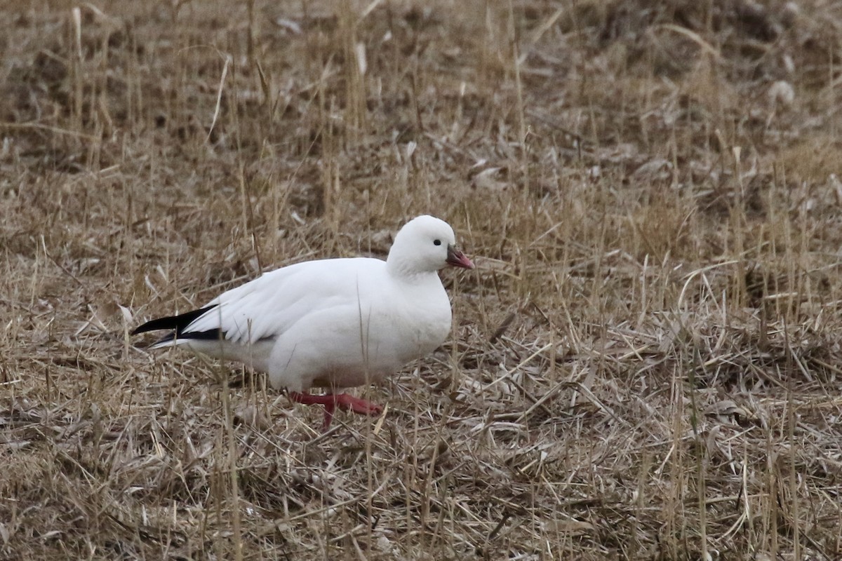 Ross's Goose - ML646483425