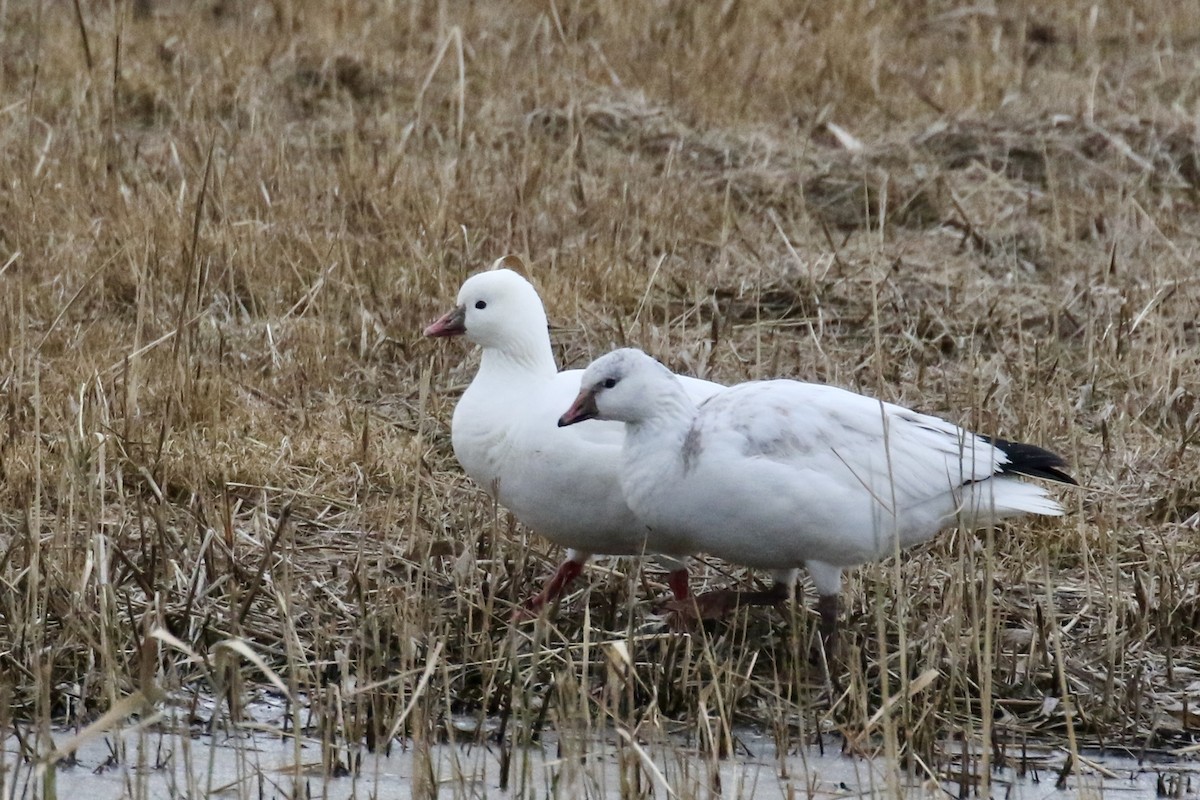 Ross's Goose - ML646483426