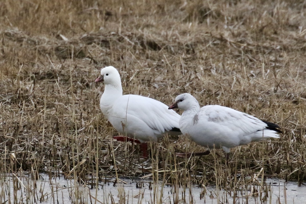 Ross's Goose - ML646483427