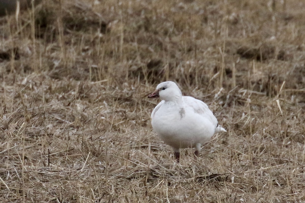 Ross's Goose - ML646483428