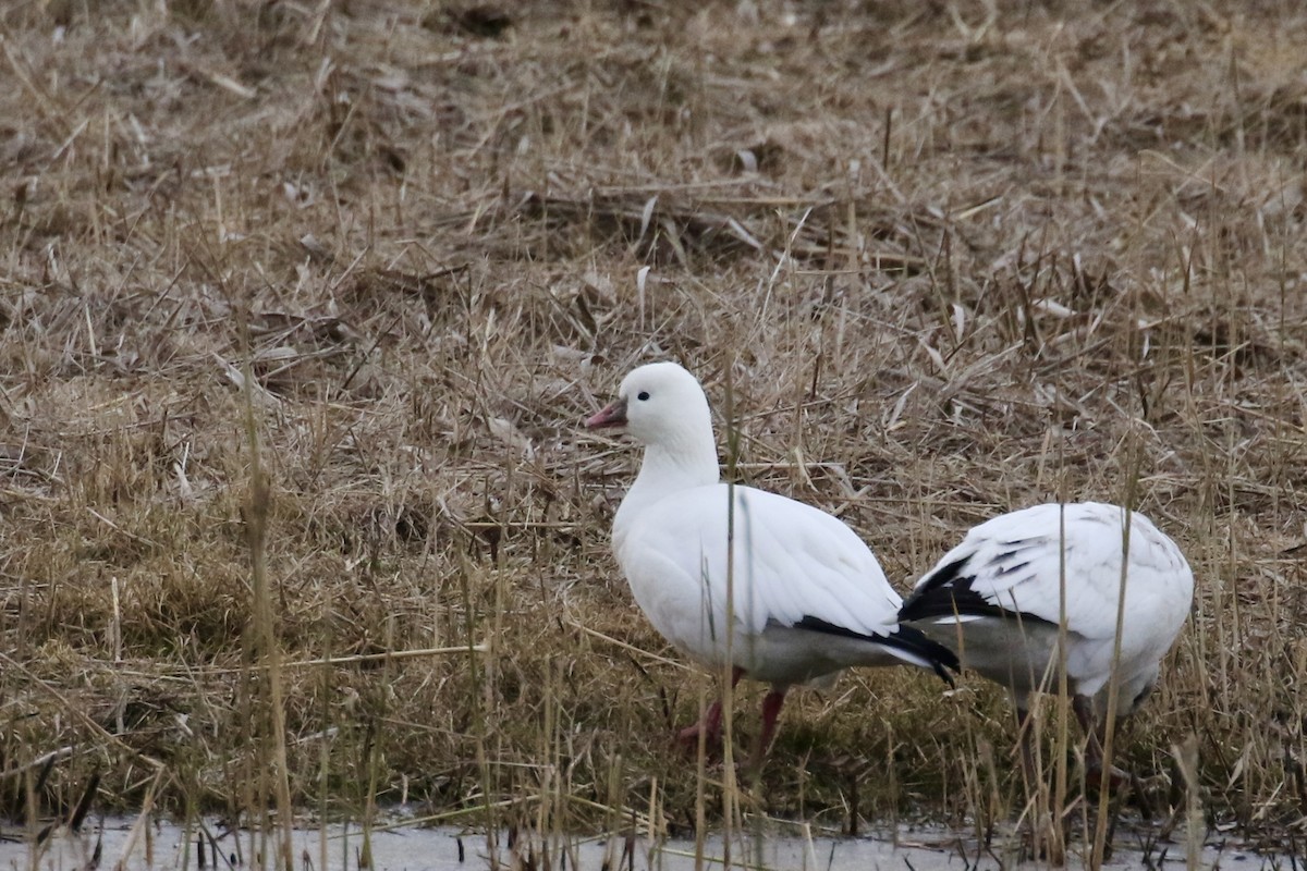 Ross's Goose - ML646483429