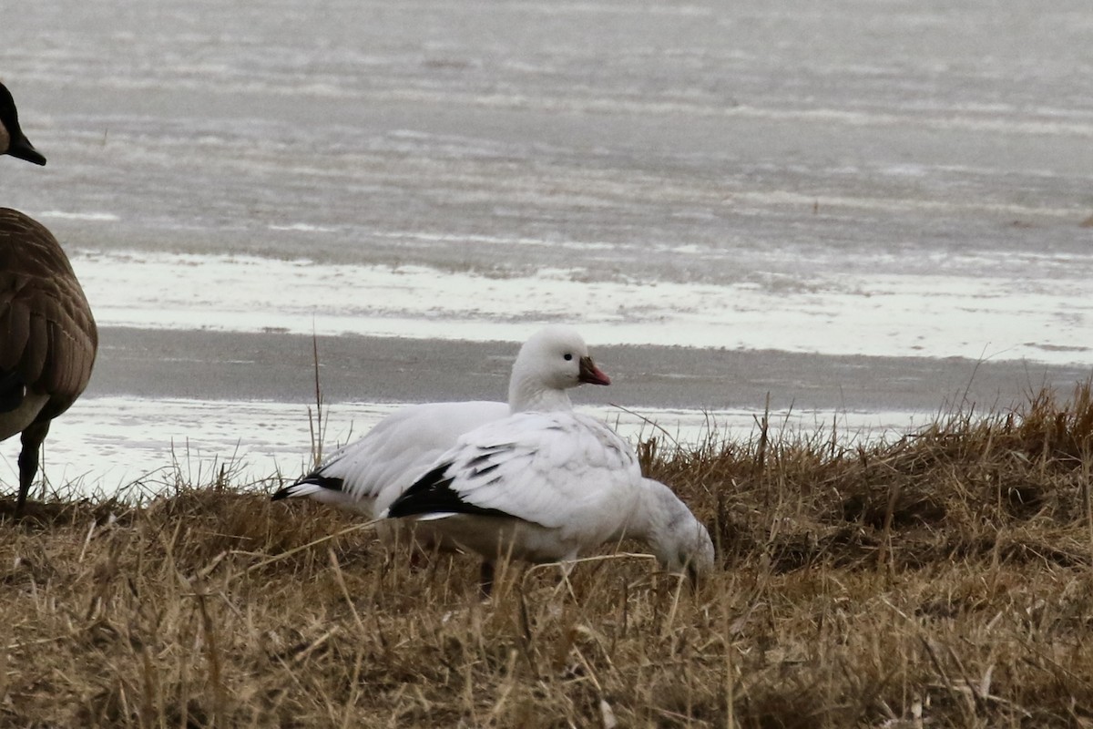 Ross's Goose - ML646483430