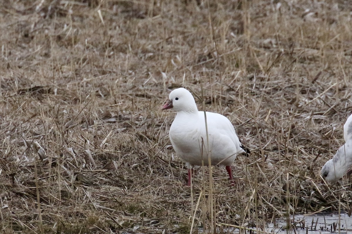 Ross's Goose - ML646483431