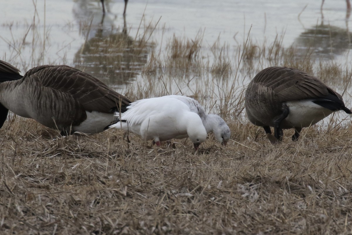 Ross's Goose - ML646483432