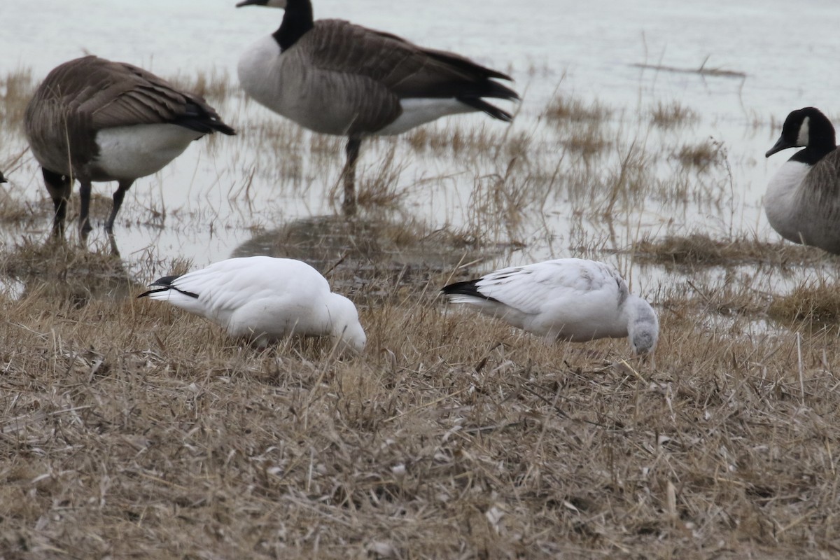 Ross's Goose - ML646483433