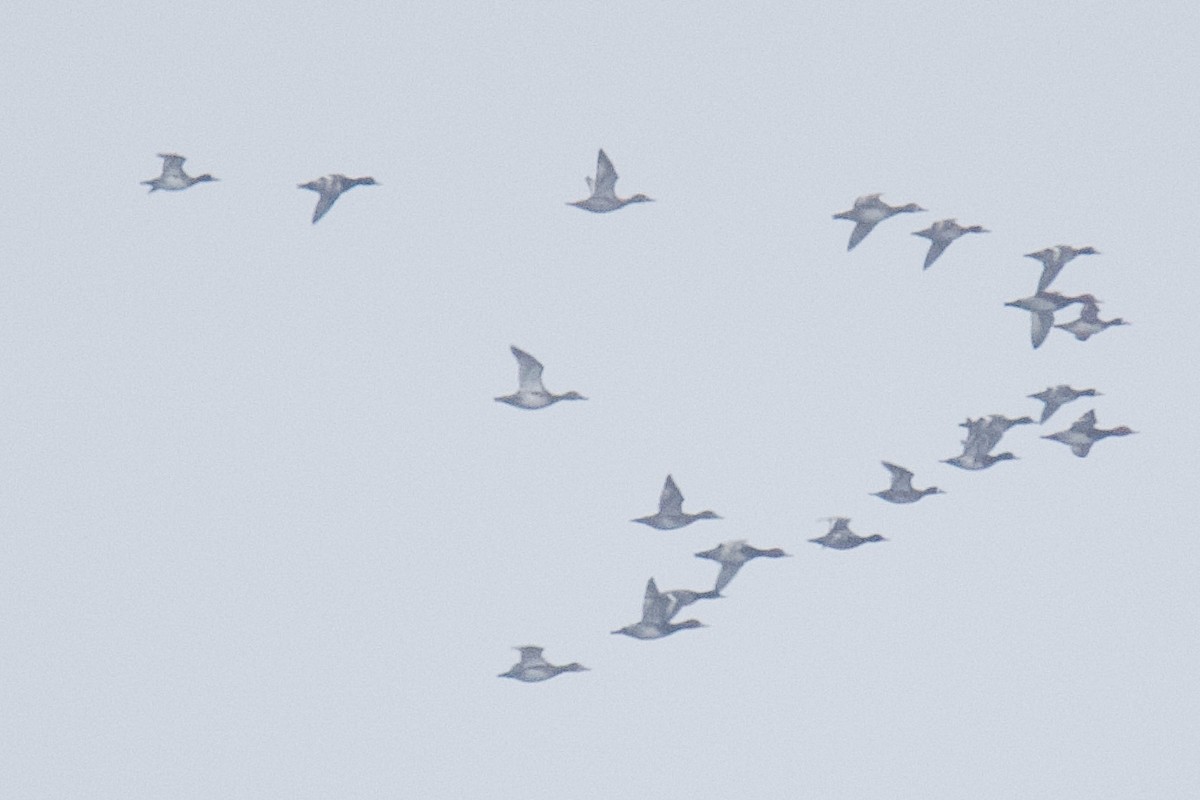 Redhead - ML646483442