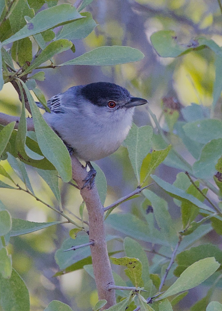 Black-backed Puffback (White-winged) - ML646483443
