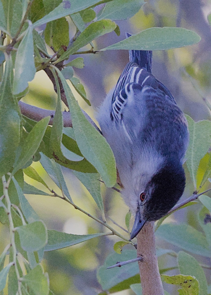 Black-backed Puffback (White-winged) - ML646483444