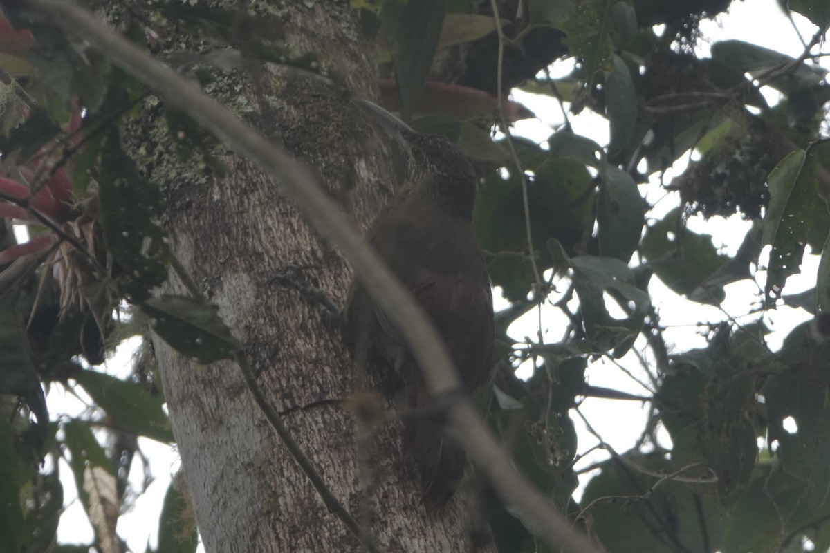 Strong-billed Woodcreeper - ML646483449