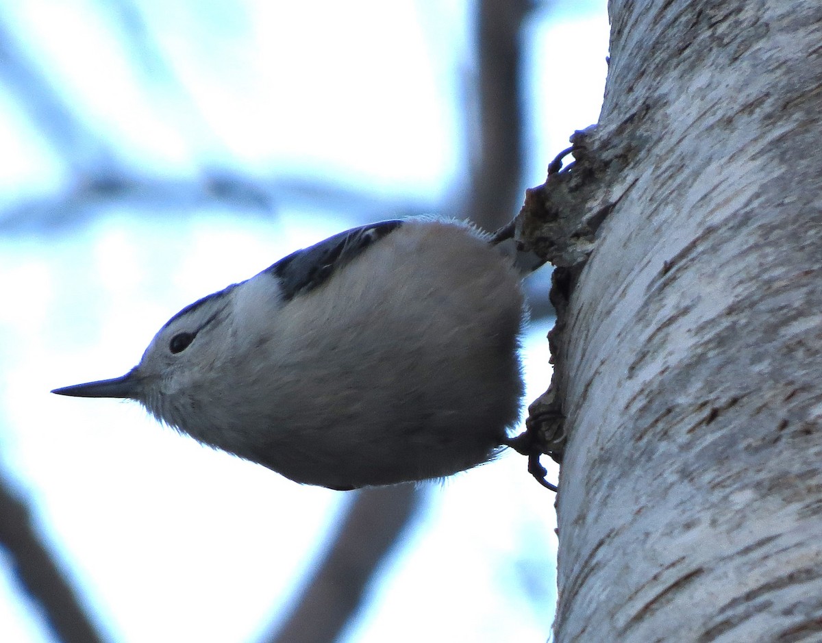 White-breasted Nuthatch - ML646483450