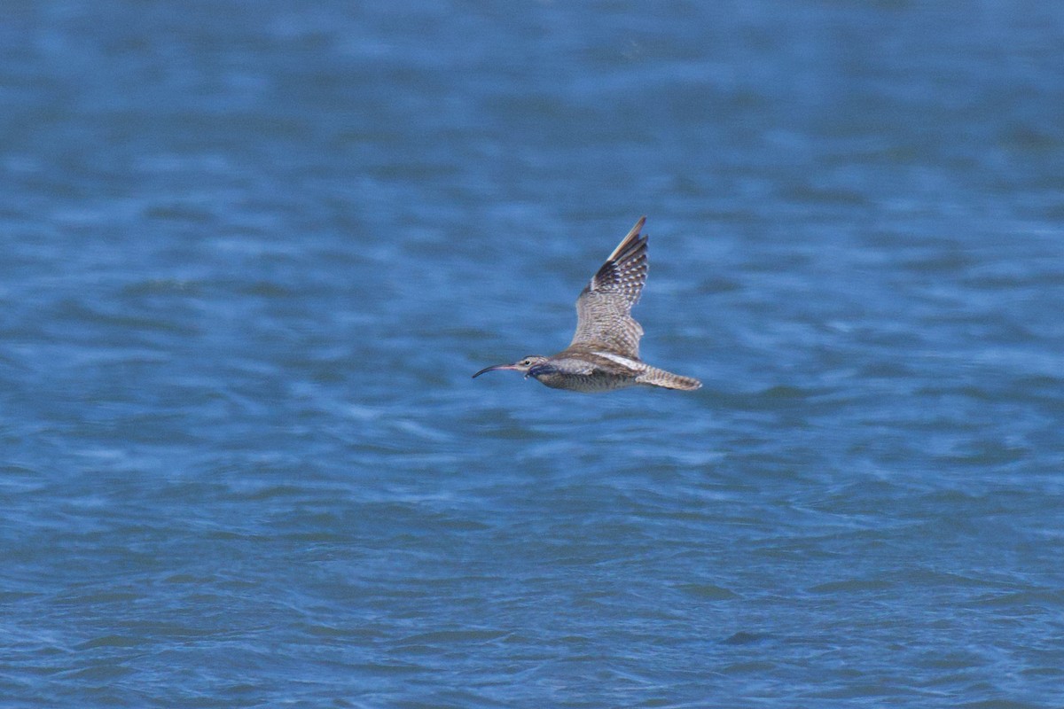 Eurasian Whimbrel (Siberian) - ML646483451