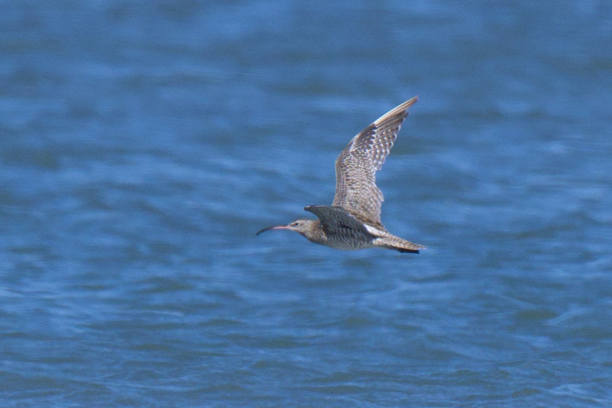 Eurasian Whimbrel (Siberian) - ML646483453