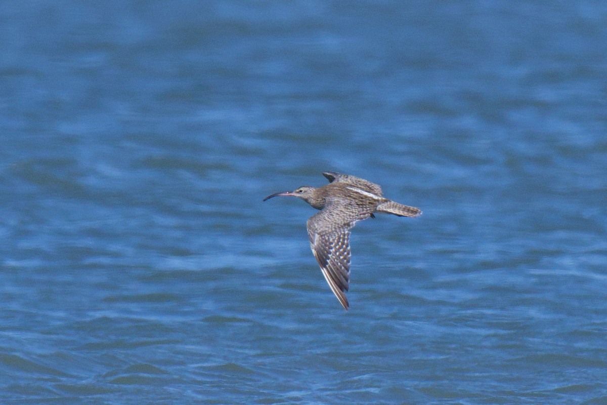 Eurasian Whimbrel (Siberian) - ML646483457