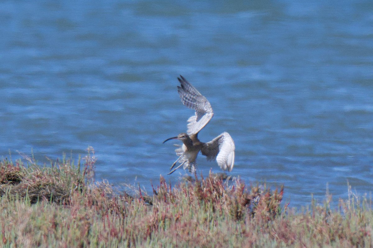 Eurasian Whimbrel (Siberian) - ML646483463