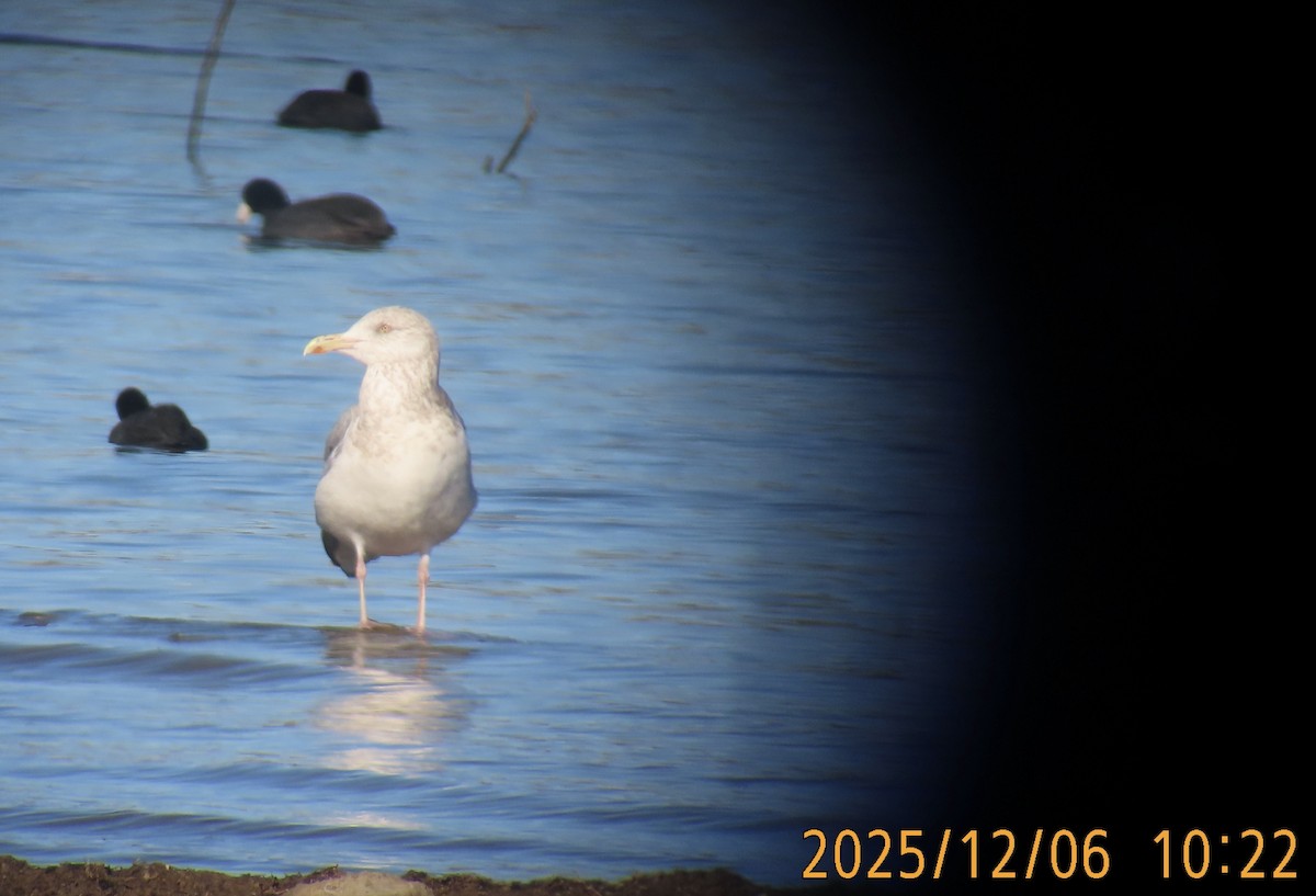 American Herring Gull - ML646483464