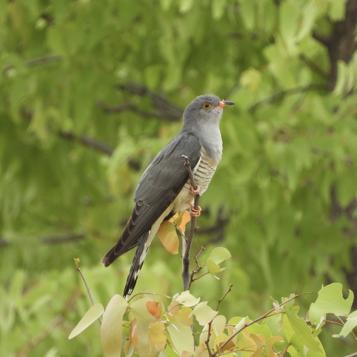 African Cuckoo - ML646483466