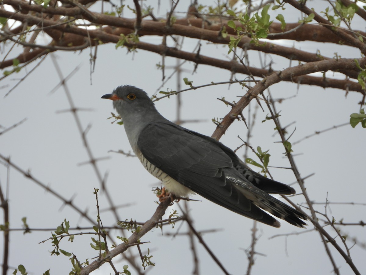 African Cuckoo - ML646483467
