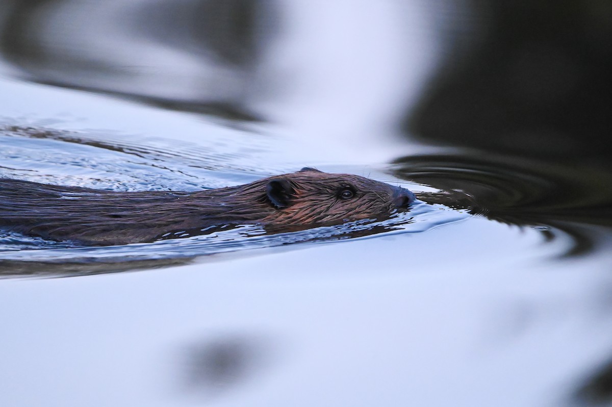 Kanadischer Biber - ML646483471