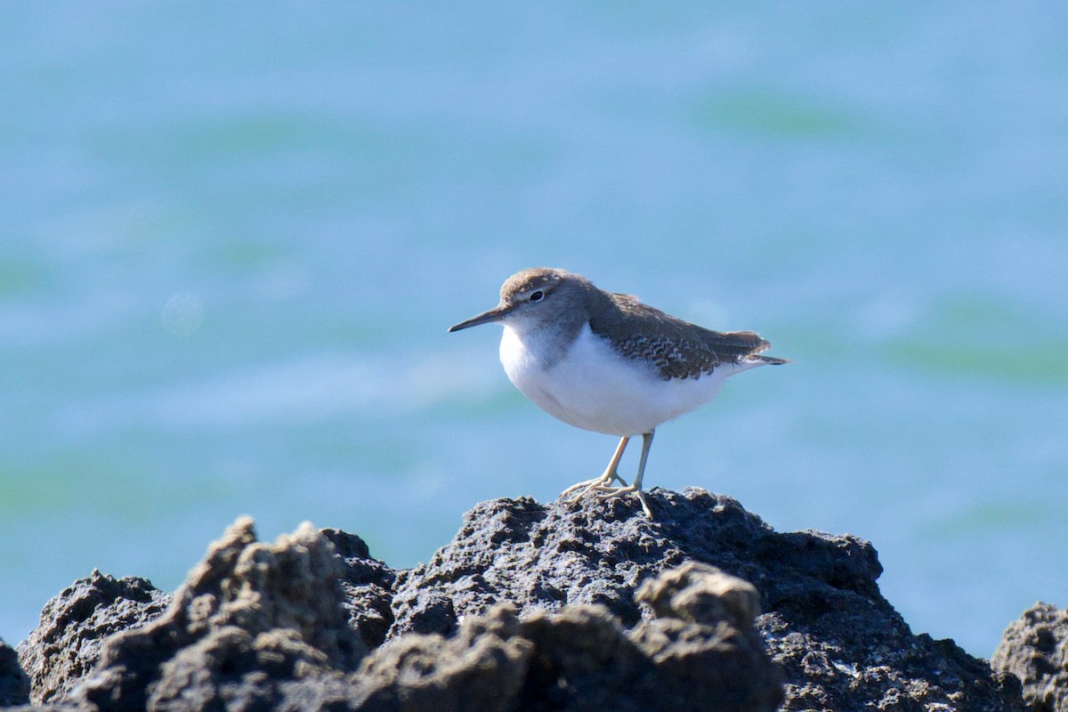 Common Sandpiper - ML646483472