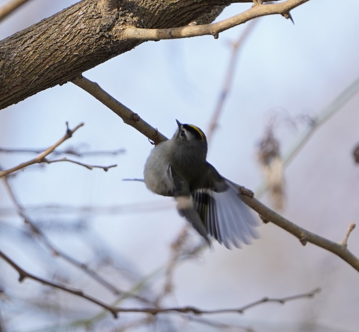 Golden-crowned Kinglet - ML646483474
