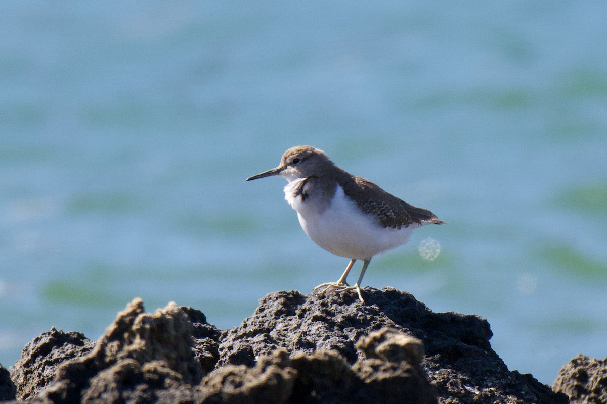 Common Sandpiper - ML646483476